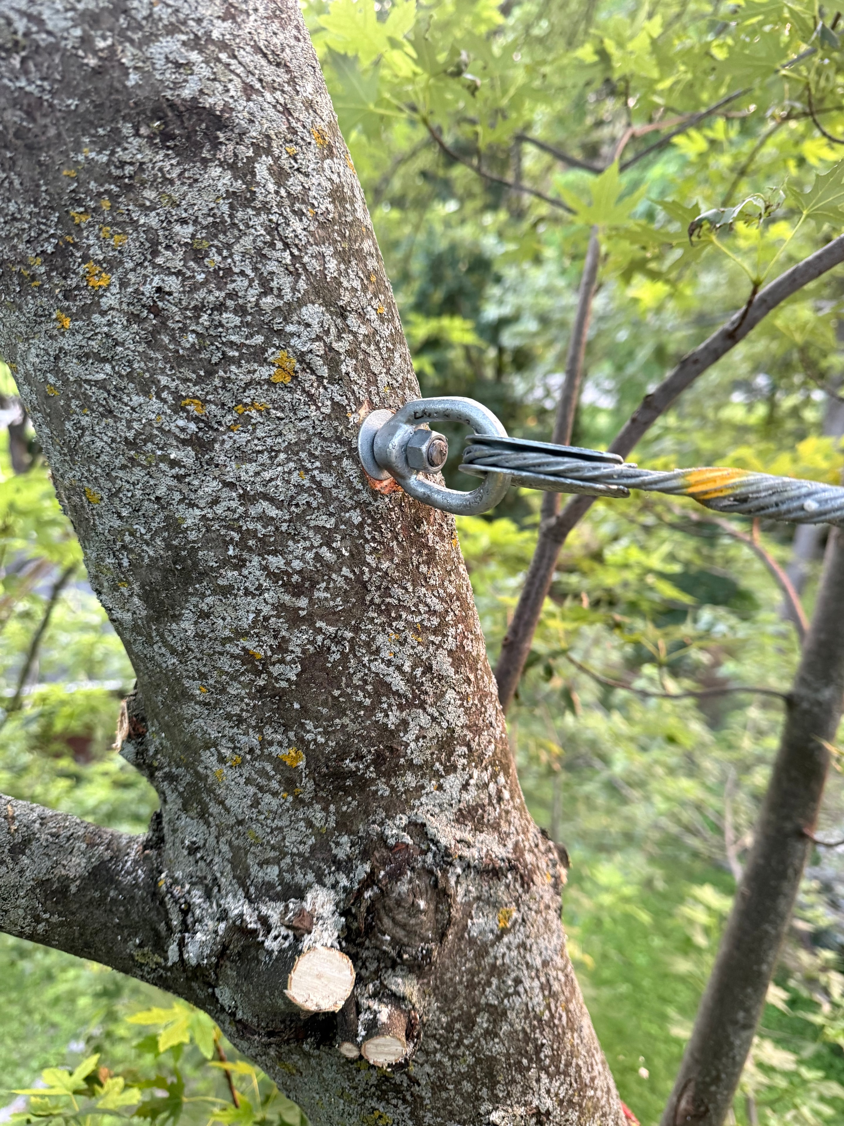 Cabling & Bracing