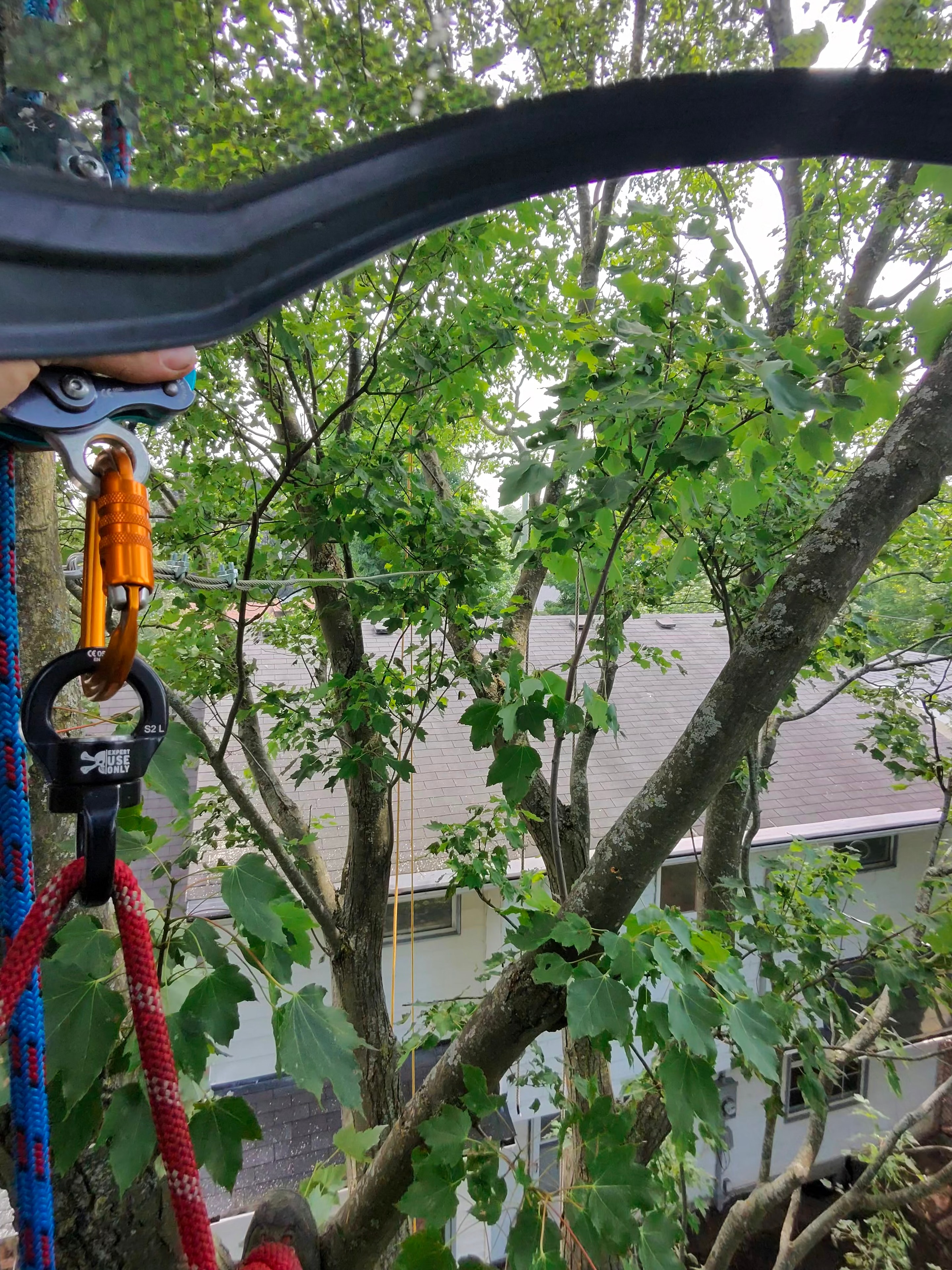 Pruning & Maintenance