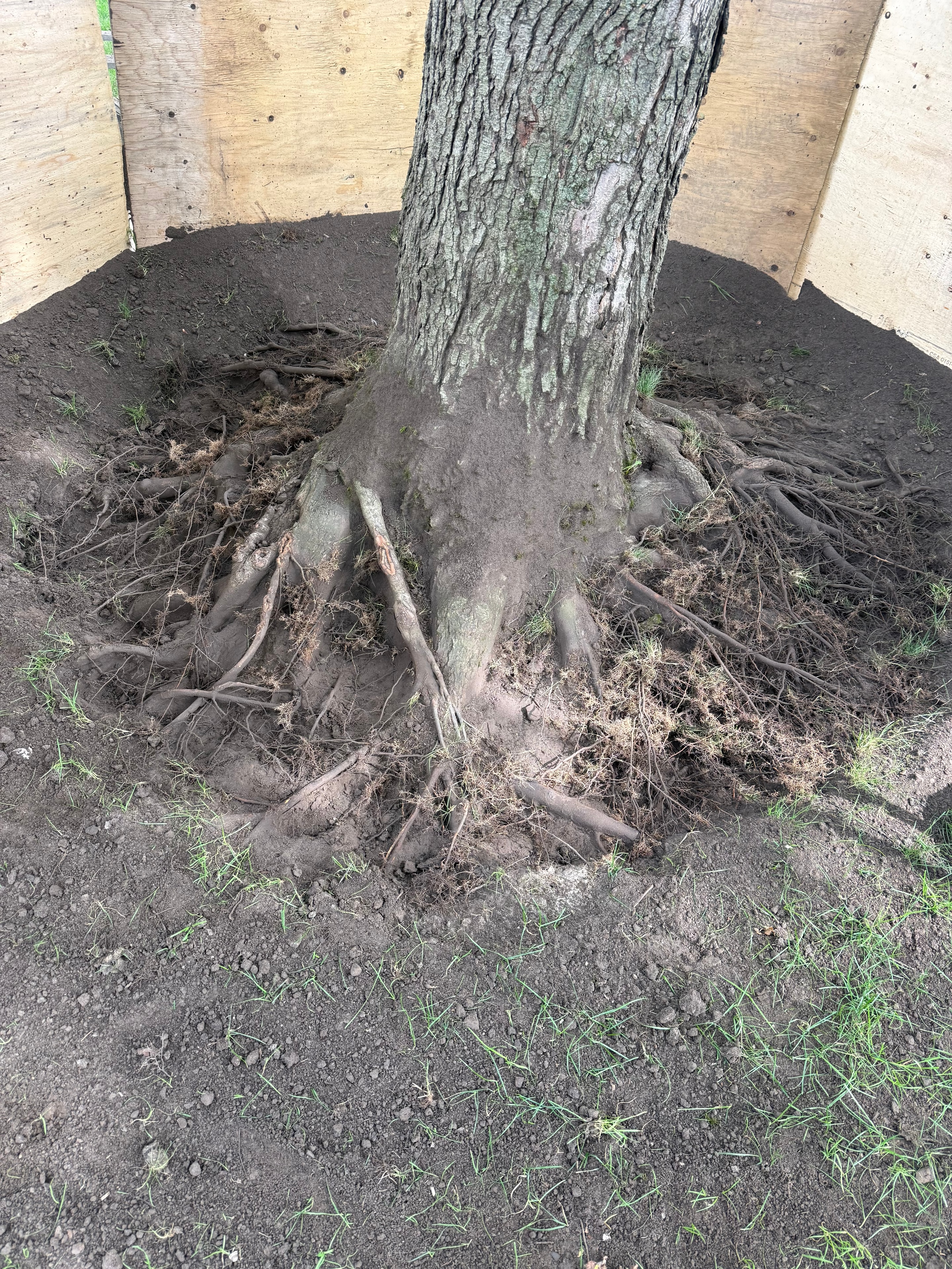 Root Collar Excavation